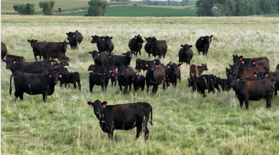 NEED to ship! 1100LB April to mid May calving 3 year old’s!- BC1024A5